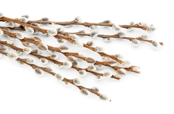 Willow Branches White Background — Stock Photo, Image