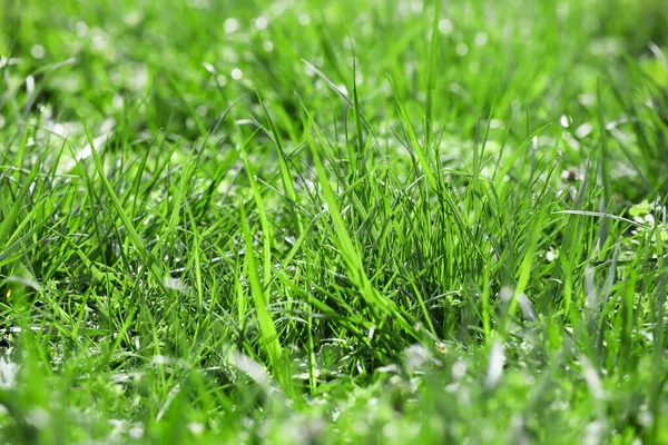 Grama Verde Fresca Gramado Closeup — Fotografia de Stock