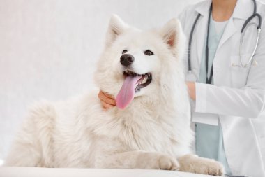 Klinikte Samoyed köpeğini muayene eden veteriner.
