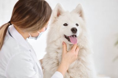 Klinikte Samoyed köpeğini muayene eden veteriner.