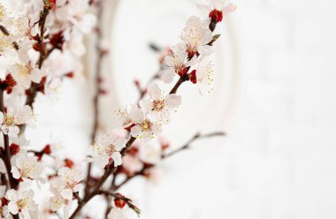 Odada açan güzel bahar dalları