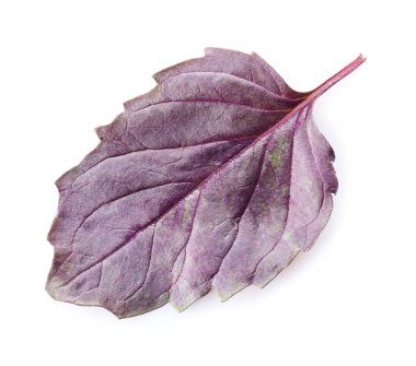 Beyaz arkaplanda taze fesleğen yaprağı