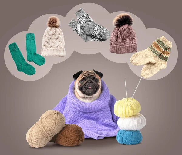 Cute dog with knitted clothes and yarn on grey background. Concept of heating season