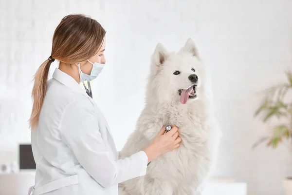 獣医試験 Samoyed Dogでクリニック — ストック写真