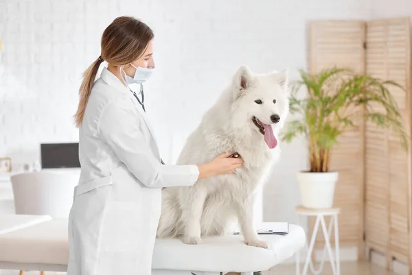 Klinikte Samoyed Köpeğini Muayene Eden Veteriner — Stok fotoğraf