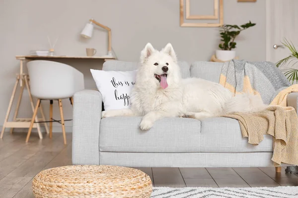 Cute Samoyed Dog Lying Sofa Living Room — Stock Photo, Image