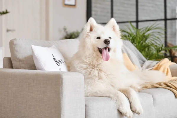 Anjing Samoyed Lucu Berbaring Sofa Ruang Tamu — Stok Foto