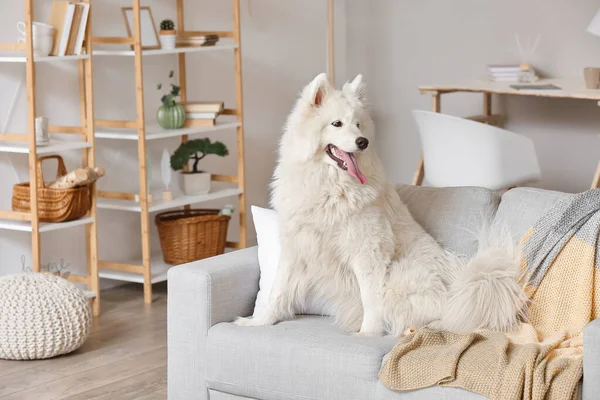 Cute Samoyed Dog Sofa Living Room — Stock Photo, Image
