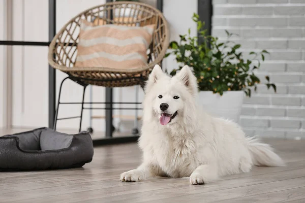 Sød Samoyed Hund Stuen - Stock-foto