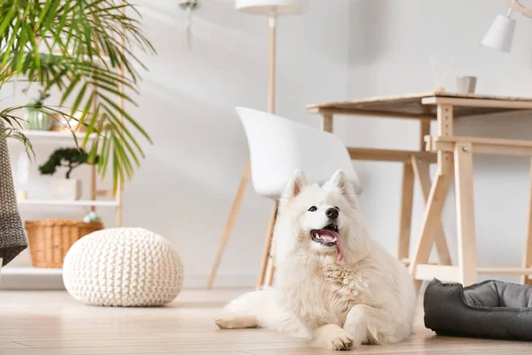 Cute Samoyed dog lying on floor in room