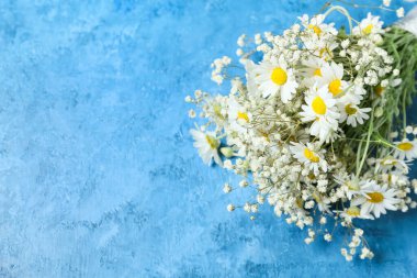 Renkli arkaplanda güzel papatya çiçekleri.