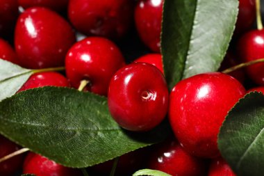 Tatlı olgun kirazlar arka planda, yakın plan