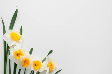 Beyaz arka planda güzel nergisler