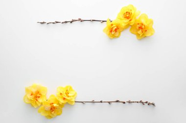 Beyaz arka planda güzel nergisler ve söğüt dalları