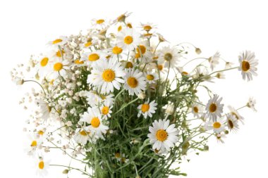 Beyaz arka planda güzel papatya çiçekleri, yakın plan