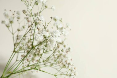 Aydınlık arkaplanda güzel çigila çiçekleri