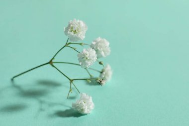 Renkli arkaplanda güzel çigila çiçekleri