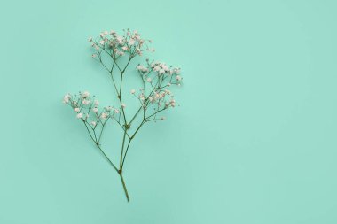 Renkli arkaplanda güzel çigila çiçekleri