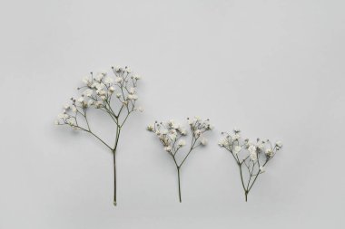 Aydınlık arkaplanda güzel çigila çiçekleri