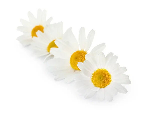 Krásné Heřmánku Květiny Bílém Pozadí — Stock fotografie