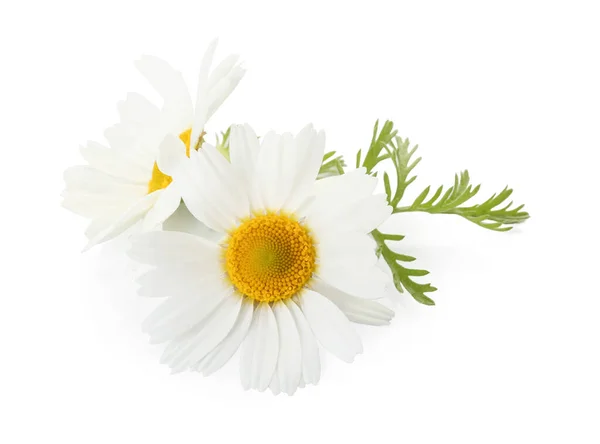 Gyönyörű Kamilla Virágok Fehér Háttér — Stock Fotó
