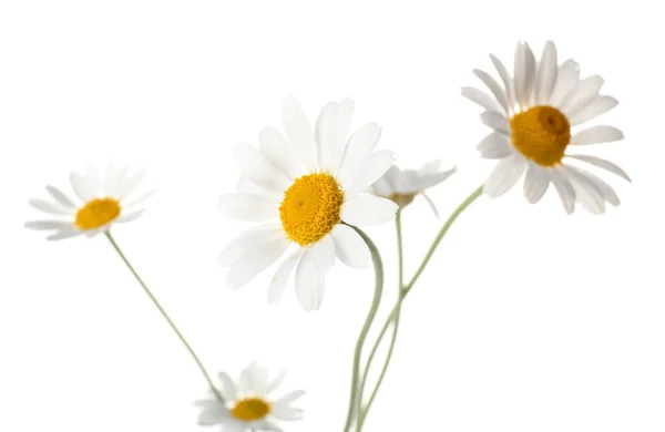 Krásné Heřmánku Květiny Bílém Pozadí Detailní Záběr — Stock fotografie