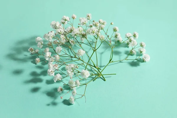 Beautiful Gypsophila Flowers Color Background — Stock Photo, Image