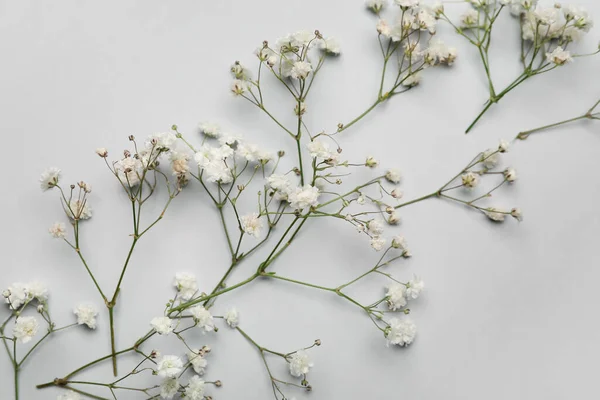 Beautiful Gypsophila Flowers Light Background — Stock Photo, Image