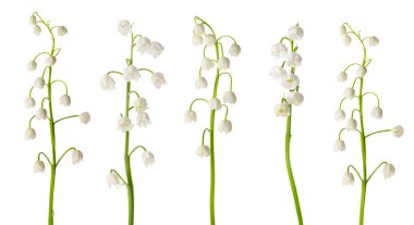 Beyaz arka planda vadideki güzel zambak çiçekleri