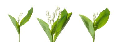 Beyaz arka planda vadideki güzel zambak çiçekleri