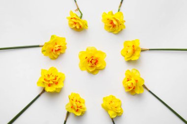 Beyaz arka planda güzel narsisus çiçekleri