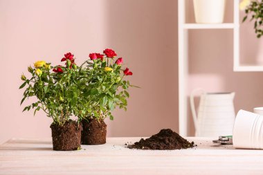 Güller yeniden saksı dikmek için hazırlandı.