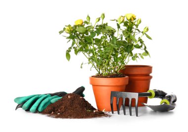 Beyaz arka planda gül bitkisi ve bahçe malzemeleri