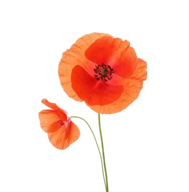 Beyaz arkaplanda güzel kırmızı gelincik çiçekleri