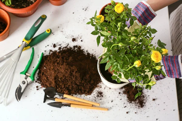 Mulher Repotting Rosa Casa — Fotografia de Stock