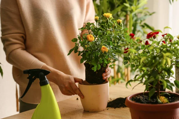 Perempuan Repotting Mawar Rumah — Stok Foto