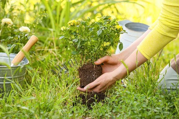 Woman planting roses in garden