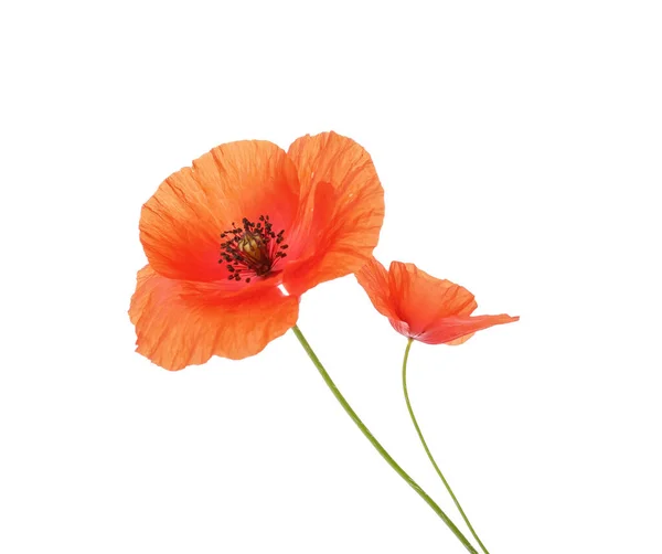 Vackra Röda Vallmo Blommor Vit Bakgrund — Stockfoto