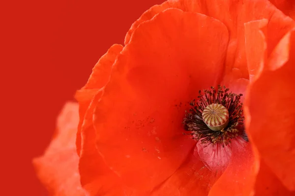 Hermosa Flor Amapola Roja Sobre Fondo Color Primer Plano —  Fotos de Stock