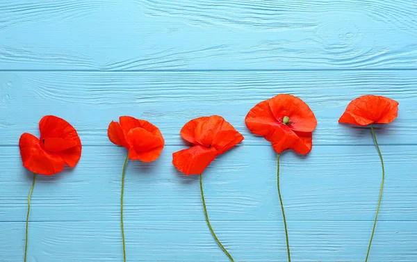 Beautiful Red Poppy Flowers Color Wooden Background — Stock Photo, Image