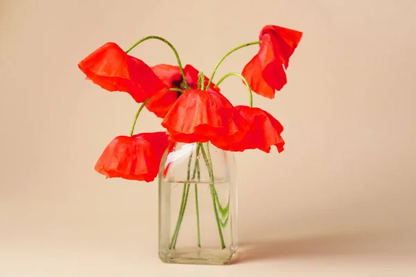 Vaso Com Belas Flores Papoula Vermelha Fundo Cor — Fotografia de Stock