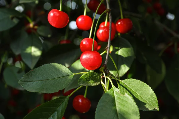 Tasty Cherries Tree Garden — 스톡 사진