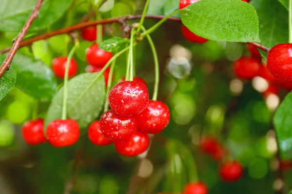 Cerises Savoureuses Sur Arbre Dans Jardin — Photo