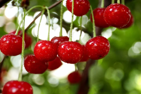 Cerejas Saborosas Árvore Jardim — Fotografia de Stock