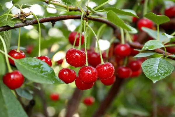 Cerises Savoureuses Sur Arbre Dans Jardin — Photo