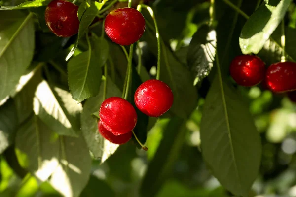 Cerises Savoureuses Sur Arbre Dans Jardin — Photo