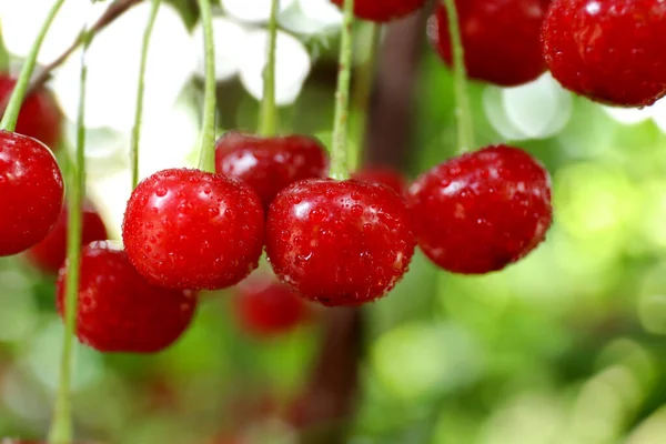 Tasty Cherries Tree Garden — 스톡 사진