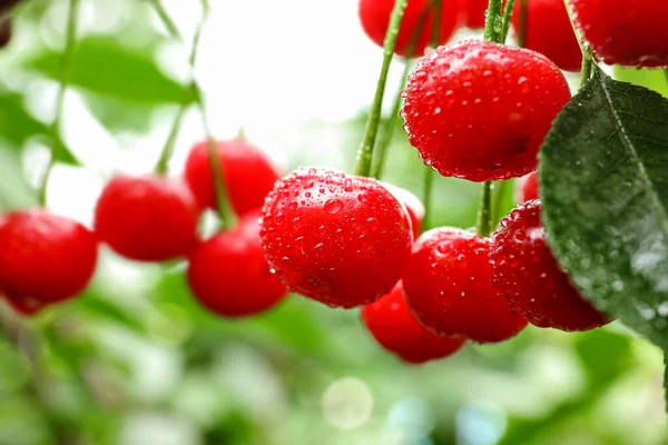 Cerises Savoureuses Sur Arbre Dans Jardin — Photo