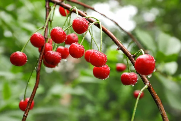 Cerises Savoureuses Sur Arbre Dans Jardin — Photo