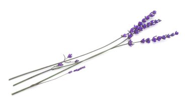 Beyaz arkaplanda güzel lavanta çiçekleri